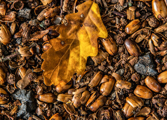 brown acorns on autumn leaves fall season background close up