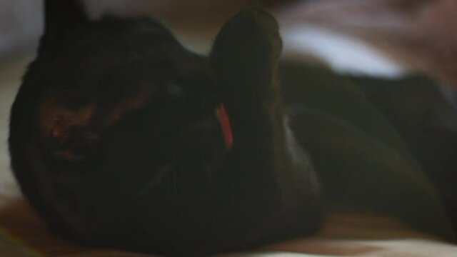 Gato negro limpiándose mientras está tumbado sobre la cama