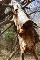 Fallen, broken, and greatly damaged trees in the deep woods.