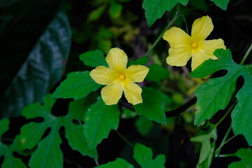 yellow flower
