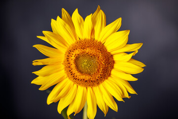 Fototapeta premium Sonnenblume