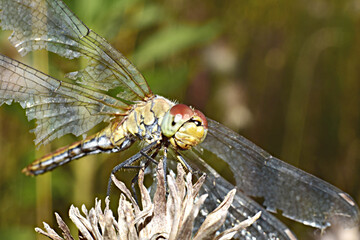 A dragonfly with damaged wings sits on a flower.