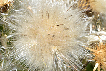 A kind of ripe umbrellas with seeds, ready to fly, near a thistle in autumn.
