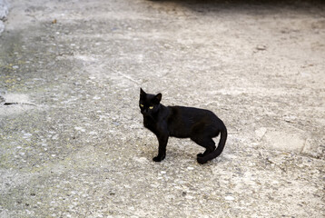 Stray black cats