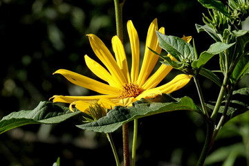a flowering plant called Jerusalem artichoke, commonly found in ruderal places in the city of Białystok in Podlasie in Poland