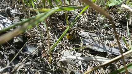 grasshopper on the grass