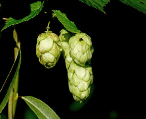 infructescence called cones plants called common hops, commonly growing on wastelands and as decorative sprigs in the city of Białystok in Podlasie in Poland