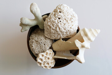 Meraviglie della natura: piccola collezione di conchiglie e coralli provenienti da una spiaggia tropicale, su fondo bianco © Enzo Pancaldi