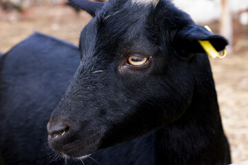 portrait of a goat