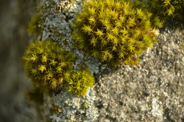Close up macro photos of colorful wet spring flowers with raindrops on them