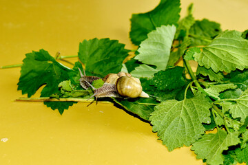 Two snails with shells are crawling over wide green leaves.