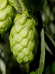 Fototapeta premium infructescence called cones plants called common hops, commonly growing on wastelands and as decorative sprigs in the city of Białystok in Podlasie in Poland