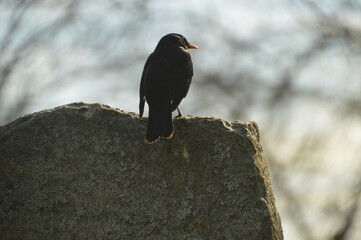 Close up macro photos of colorful wet spring flowers with raindrops on them