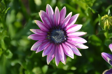 Fototapeta premium Close up macro photos of colorful wet spring flowers with raindrops on them