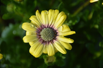 Close up macro photos of colorful wet spring flowers with raindrops on them