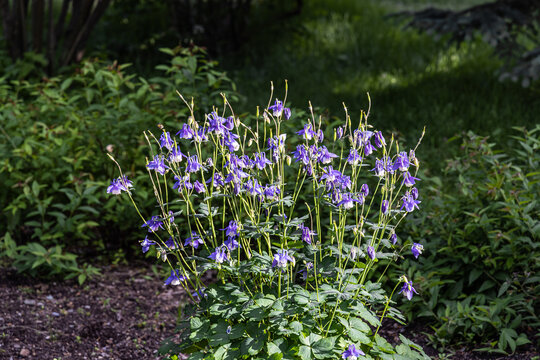 Bouquet of violet wildflowers Aquilegia is on a green leaves background