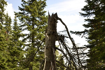 Fototapeta premium tree in the forest