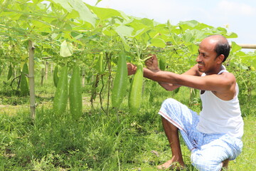 Asian farmer taking care of vegetable plants at an agricultural field, checking growth of bottle...