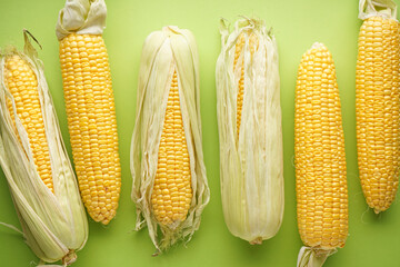 Ripe ears of corn on a green background, top view.