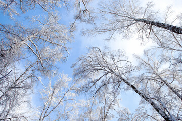 Fototapeta na wymiar Tree branches covered with white fluffy snow close up detail top view, winter in forest, bright blue sky background, seasonal weather card, beautiful nature from Siberia, Russia