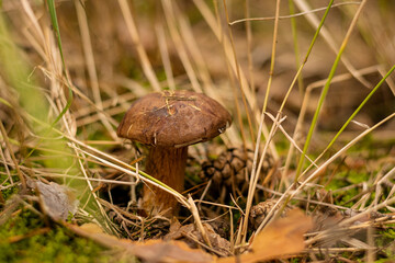 Imleria badia in the forest 