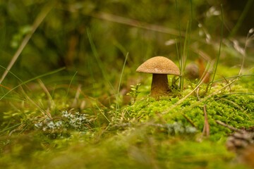 Suillus variegatus in the wood