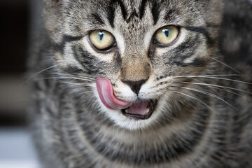 young European shorthair cat licks itself with the tongue over the mouth