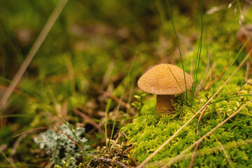 Suillus variegatus in the wood