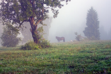 Stojący koń wśród drzew na polanie we mgle