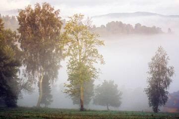 Krajobraz drzewa rosnące na polanie spowitej mgłą