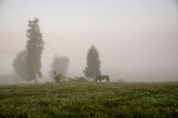 Stojący koń wśród drzew na polanie we mgle - obrazy, fototapety, plakaty