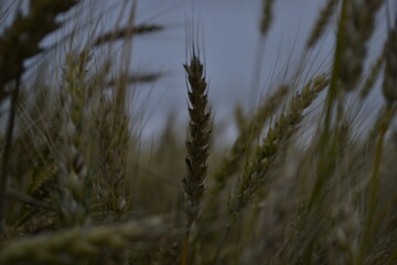 Obraz premium nature