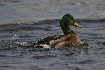 Mallard on river