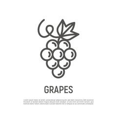 Grape thin line icon. Healthy organic food. Winemaking logo. Vector illustration.