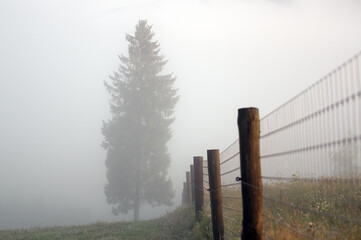 Drewniany płot z dużą choinką otuloną mgłą - obrazy, fototapety, plakaty