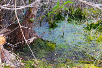 water in the forest