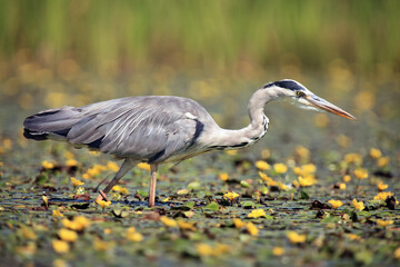 The gray heron (Ardea cinerea) fishing in the blooming lagoon .Great heron with yellow flowers around.