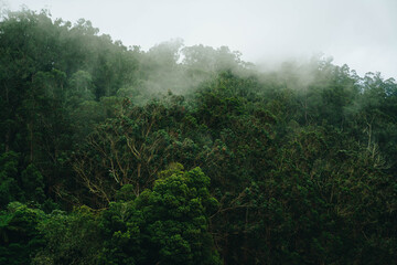 Obraz na płótnie Canvas Nebliger Wald - Madeira
