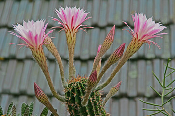 Kaktusblüten