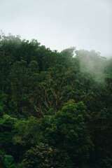 Obraz na płótnie Canvas Nebliger Wald - Madeira
