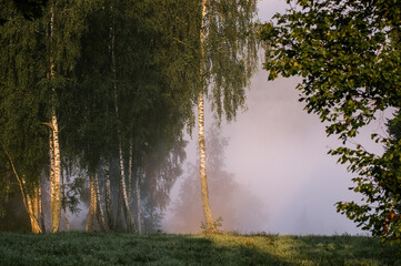 Drzewa brzozy na skraju łąki spowitej mgłą