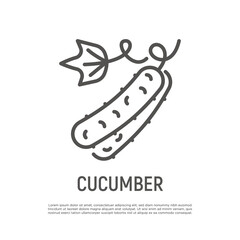 Cucumber thin line icon. Healthy vegan food. Ingredient for salad. Vector illustration.