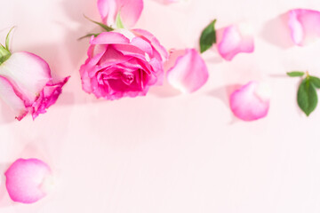 Pink roses