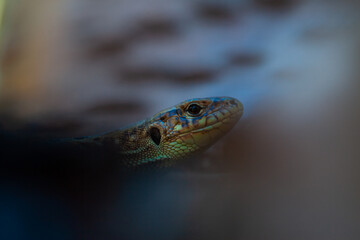 Portrait of green spotted lizard on a tree branch, on a tree cobweb. Copy space