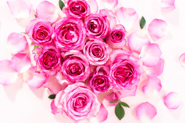 Pink roses