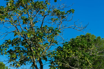 papuga ptak zwierze zieleń natura  © Piotr