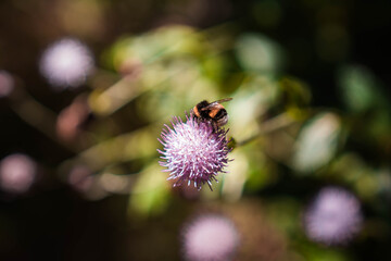Biene auf Blume