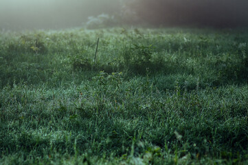 Poranna łąka z rosą na trawie osnuta mgłą 
