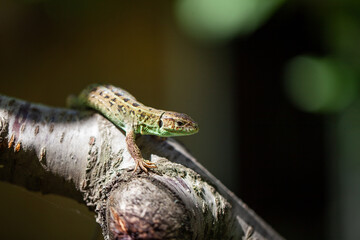 Green spotted lizard on a tree branch, on a tree cobweb. Copy space