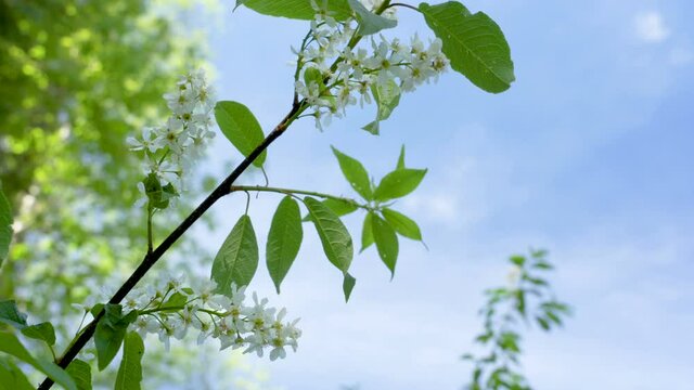 The white flowers of the bird cherry plant 